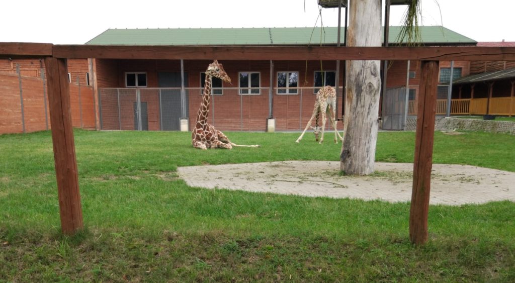 zoo safari - żyrafy